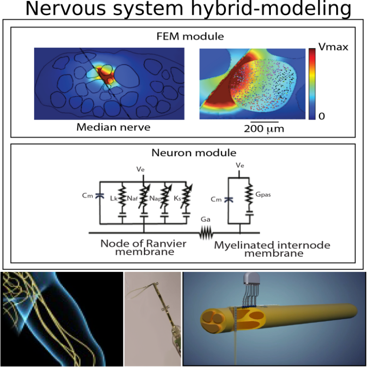nervous-system-hyprid-modelling